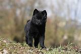 SCHIPPERKE 772